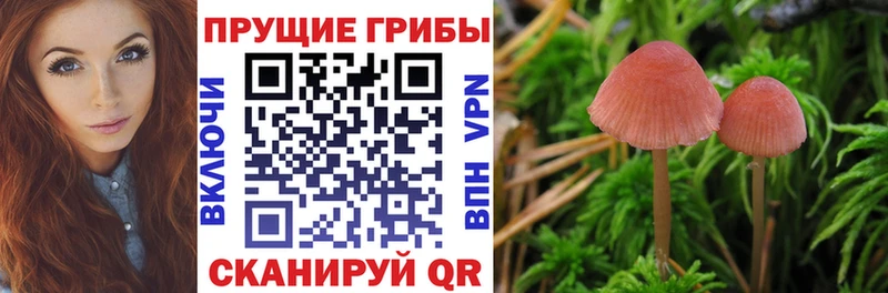 МЕГА как войти Темников Галлюциногенные грибы GOLDEN TEACHER
